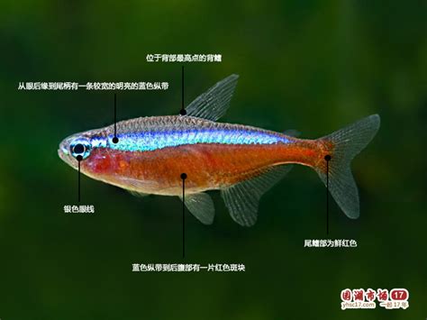 燈魚種類|燈科魚:體態特徵,分布,代表品種,專用飼料,